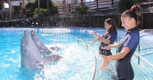 Selwo Marina Dolfinaryumu