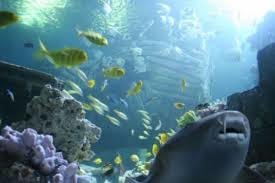 Sea Life Akvaryumu