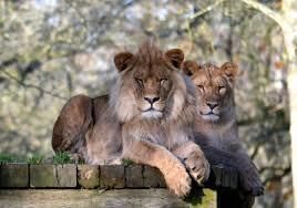 Newquay Hayvanat Bahçesi