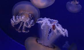 Cala Gonone Akvaryumu