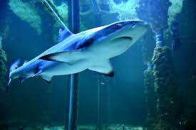 Crikvenica Akvaryumu