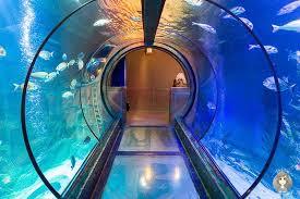 Koenigswinter Deniz Yaşamı