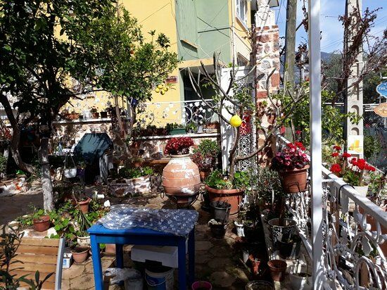 Lemon Tree Restaurant