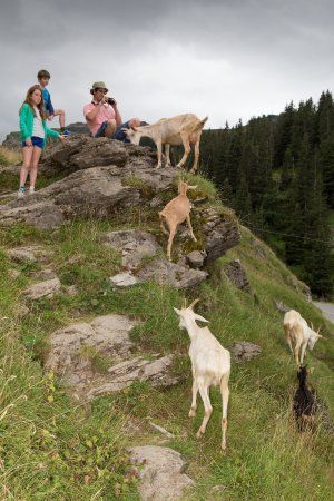 Les Lindarets Village des Chevres