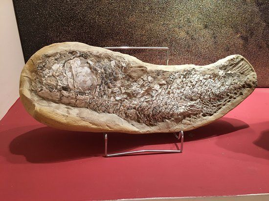 Stamatiadis Mineraloji ve Paleontoloji Müzesi