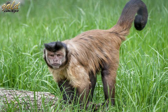Oradea Hayvanat Bahçesi