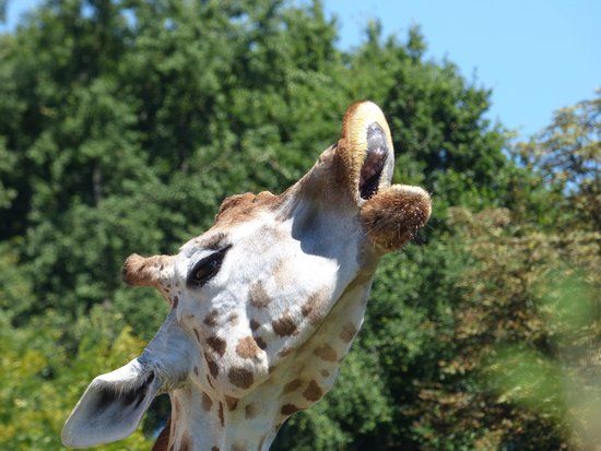Lyon Hayvanat Bahçesi