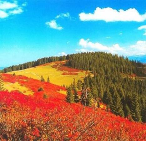 Paşakonağı Yaylası