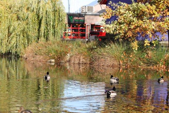 Pedro's Organic Coffee