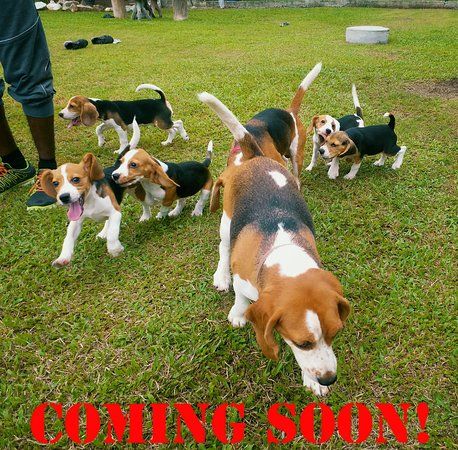 The Beagle Mania