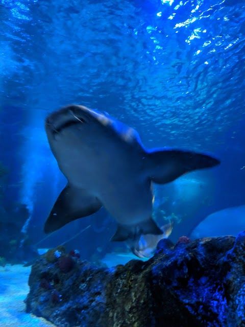 Deniz Yaşamı Parkı