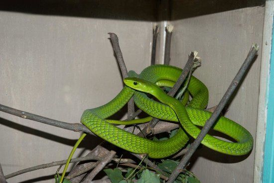 Bio-Ken Yılan Çiftliği