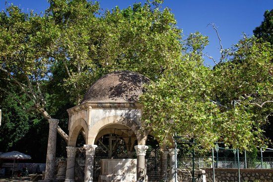 Hipokrat Çınar Ağacı