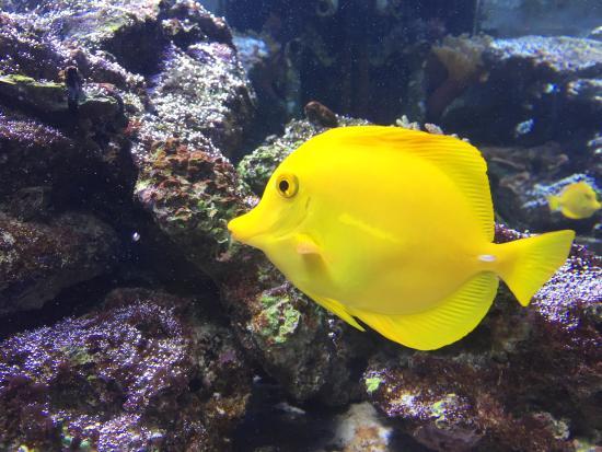 Mundo Marino Akvaryumu