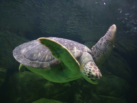 Acqua Mundo Akvaryumu