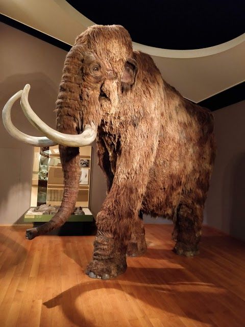 Basel Doğa Tarihi Müzesi