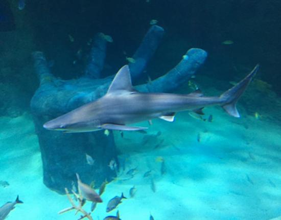 SEA LIFE Orlando Akvaryumu