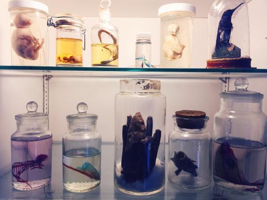 Morbid Anatomy Müzesi