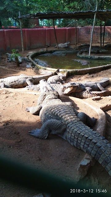 Chennai Yılan Parkı