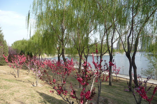 Chaoyang Parkı