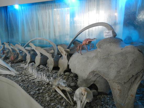 Korfu Deniz Kabuğu Müzesi