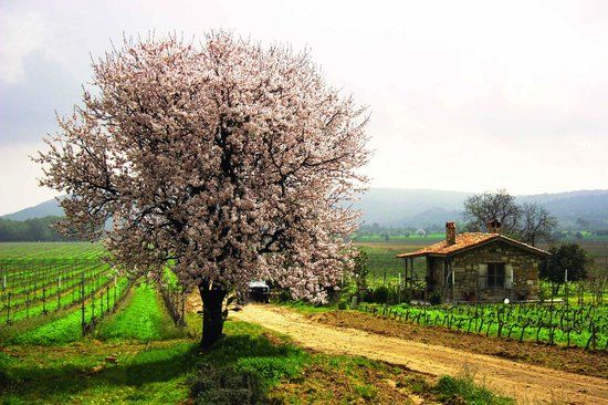 Suvla Şarap Fabrikası