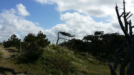 Duinen van Texel Ulusal Parkı