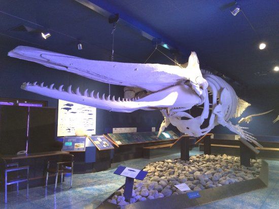 Umman Doğa Tarihi Müzesi