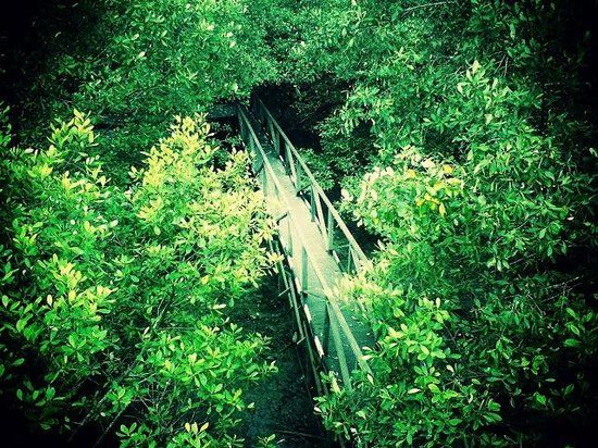 Mangrove Margo Mulyo