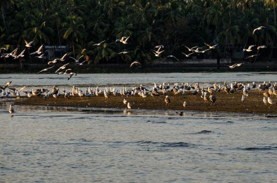 Kadalundi Bird Sanctuary