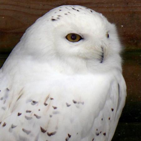 The Wolds Way Owl Trust