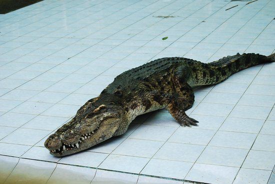 Samui Timsah Çiftliği