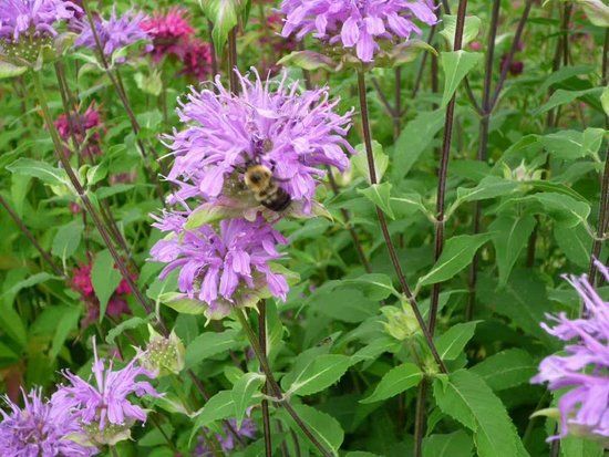 Şangay Botanik Bahçesi