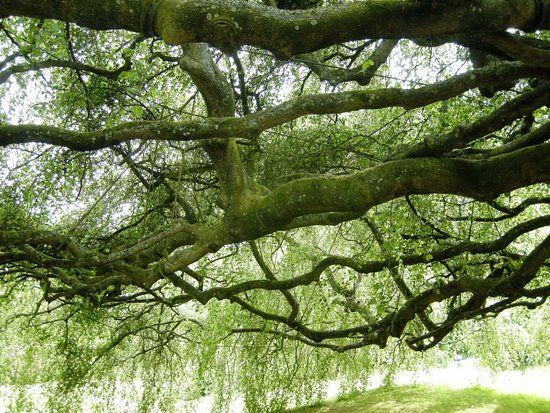 Bayeux Botanik Bahçesi