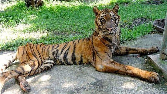 Surabaya Hayvanat Bahçesi