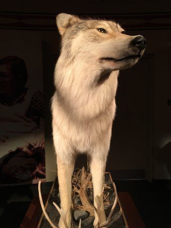 Museum Of The North Shore Region