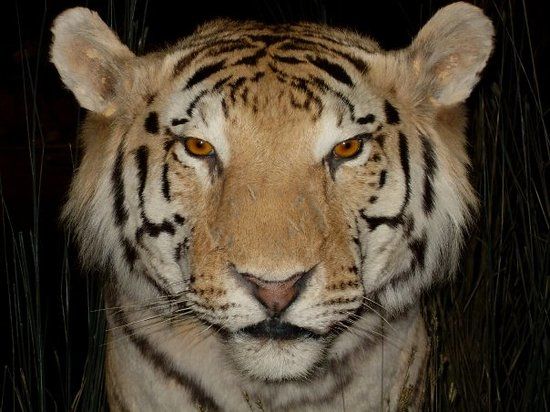 Kuzeydoğu Nevada Müzesi