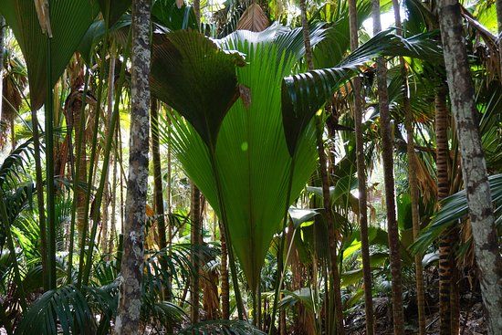 Vallee de Mai Doğal Koruma Alanı