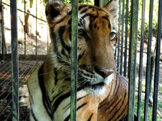 Cebu Hayvanat Bahçesi