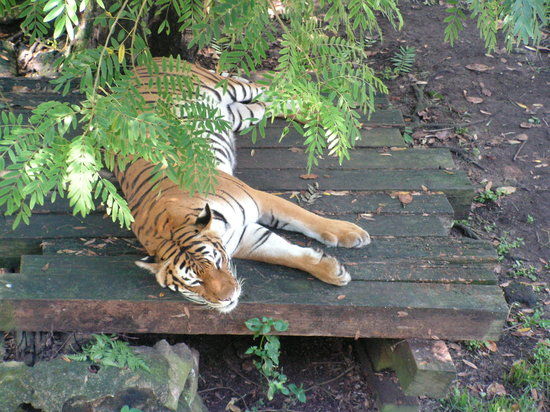 Johor Bahru Hayvanat Bahçesi