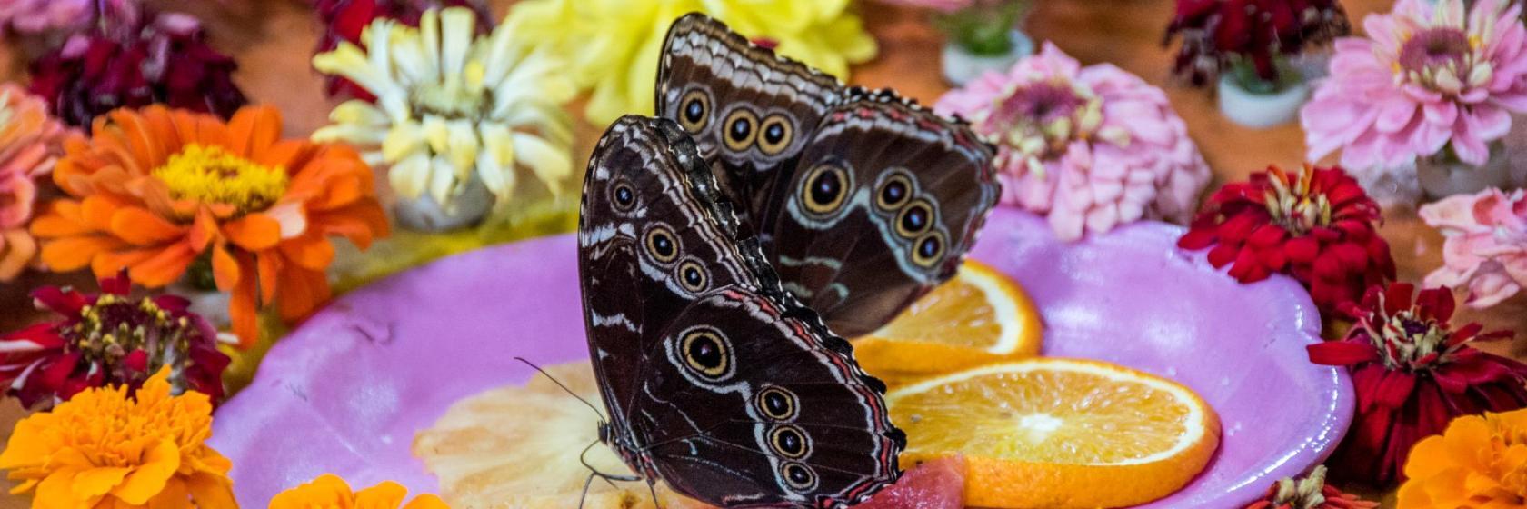 Dubai Kelebek Bahçesi