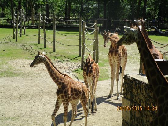 Planckendael Hayvanat Bahçesi