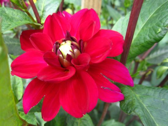 Letonya Üniversitesi Botanik Bahçesi