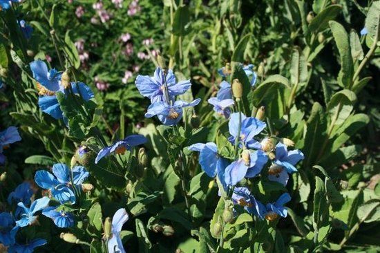 Akureyri Botanik Bahçesi