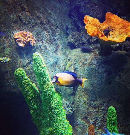 Akvaryum Alışveriş Merkezi