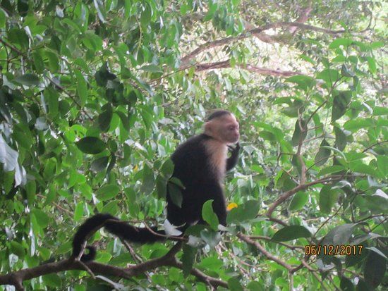Manuel Antonio Ulusal Parkı
