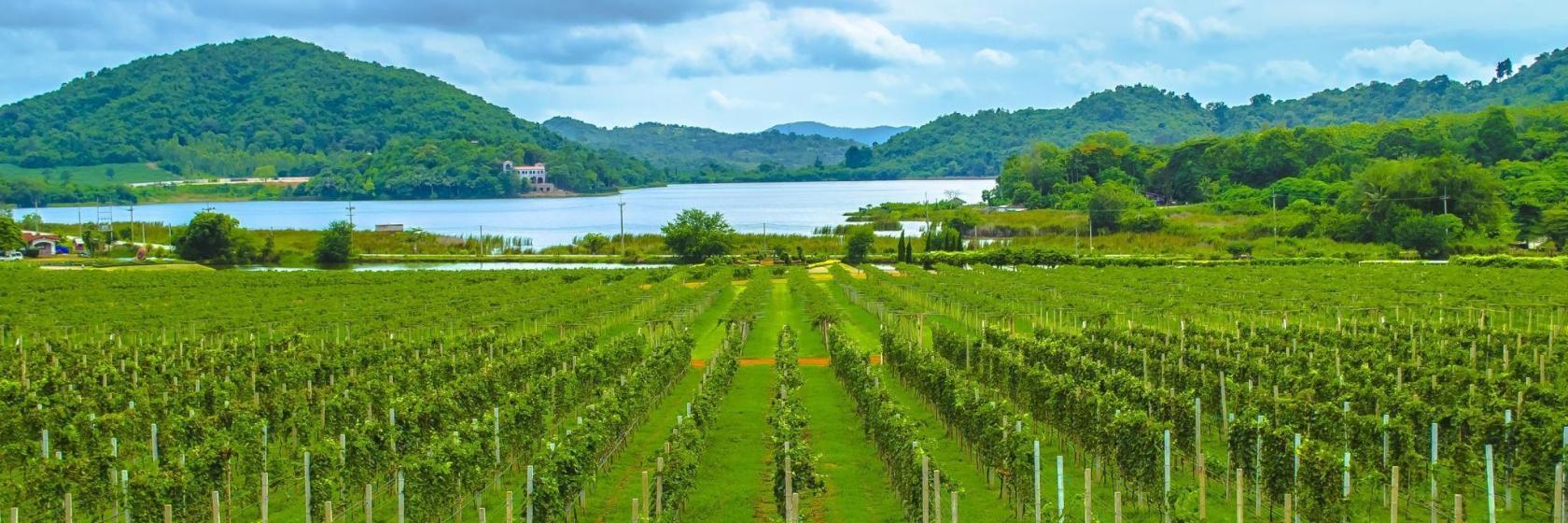 Silverlake Şaraphanesi