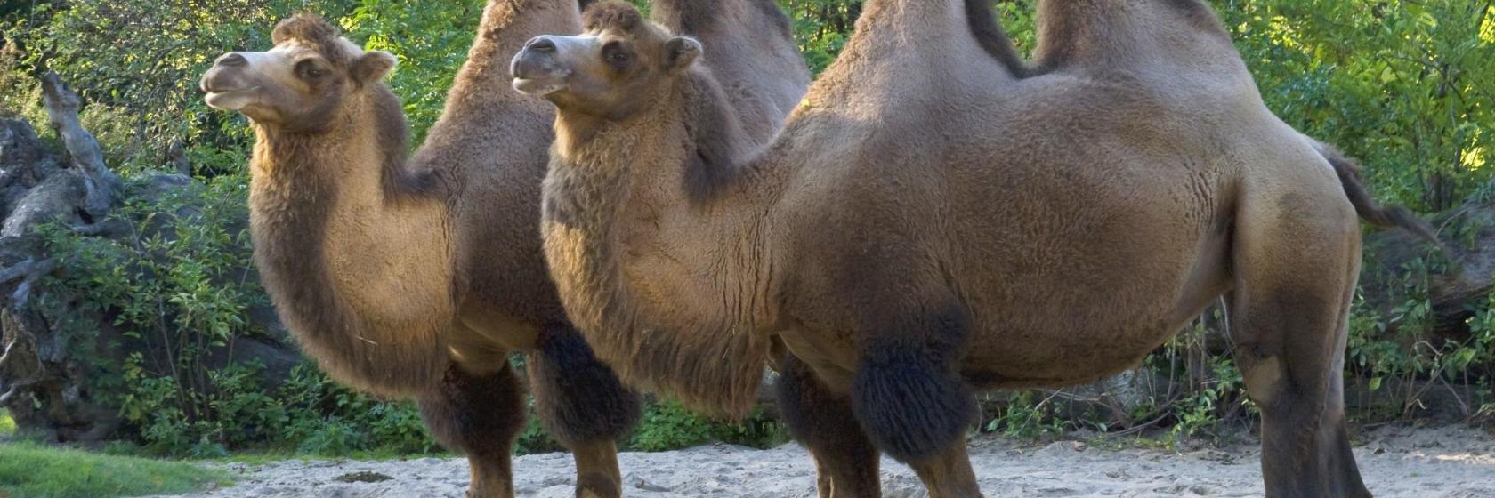 Köln Hayvanat Bahçesi