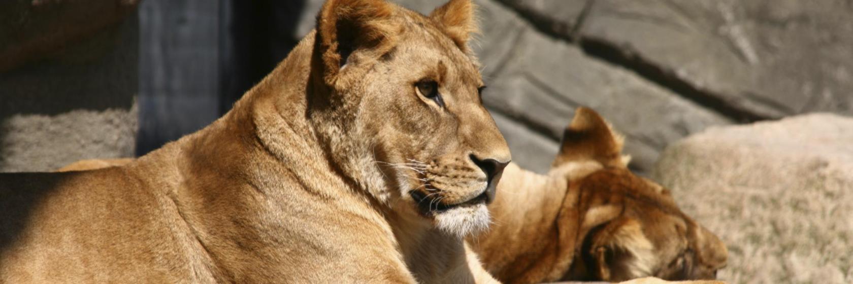 Hagenbeck Hayvanat Bahçesi