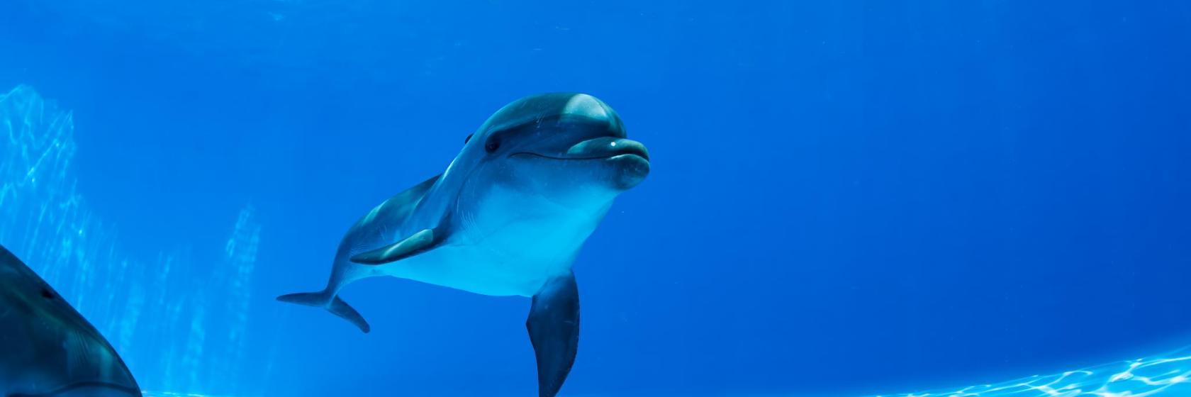 Dolphin Resort Yunus Gösteri Merkezi